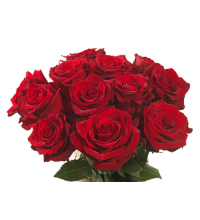  Hoa Hồng Đỏ Ecuador