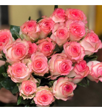 Hoa Hồng Hỷ Trứng 