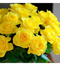 Hoa Hồng Vàng Chùa 