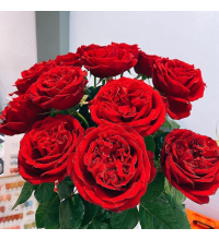  Hoa Hồng Đỏ Ohara 