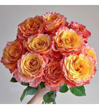 Hoa Hồng Đỏ Cam Spirtit 