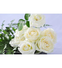 Hoa Hồng Trắng Ù